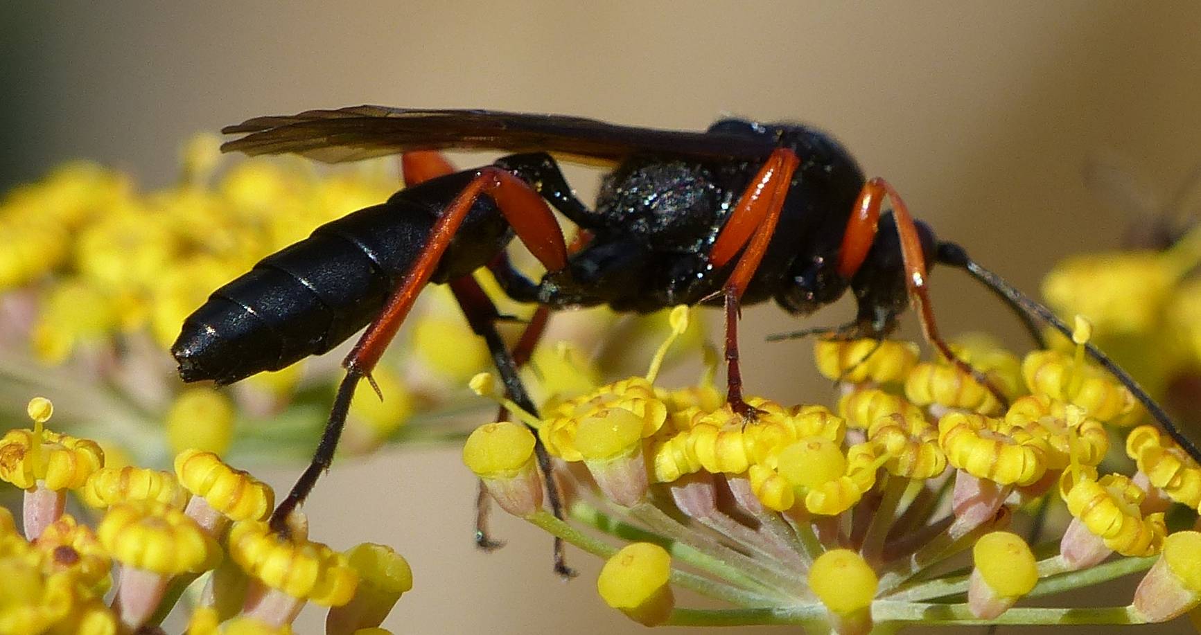 6.8 ICHNEUMON EURYLABUS LARVATUS