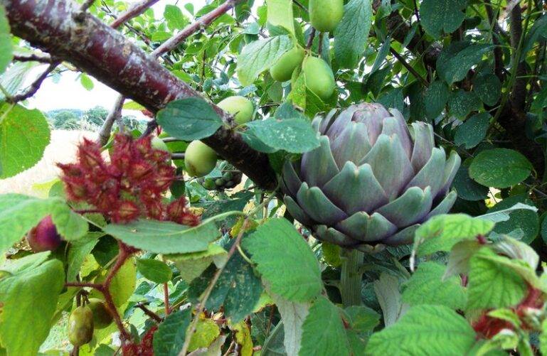 Association morphologique : artichaut, prunier et framboise Tayberry