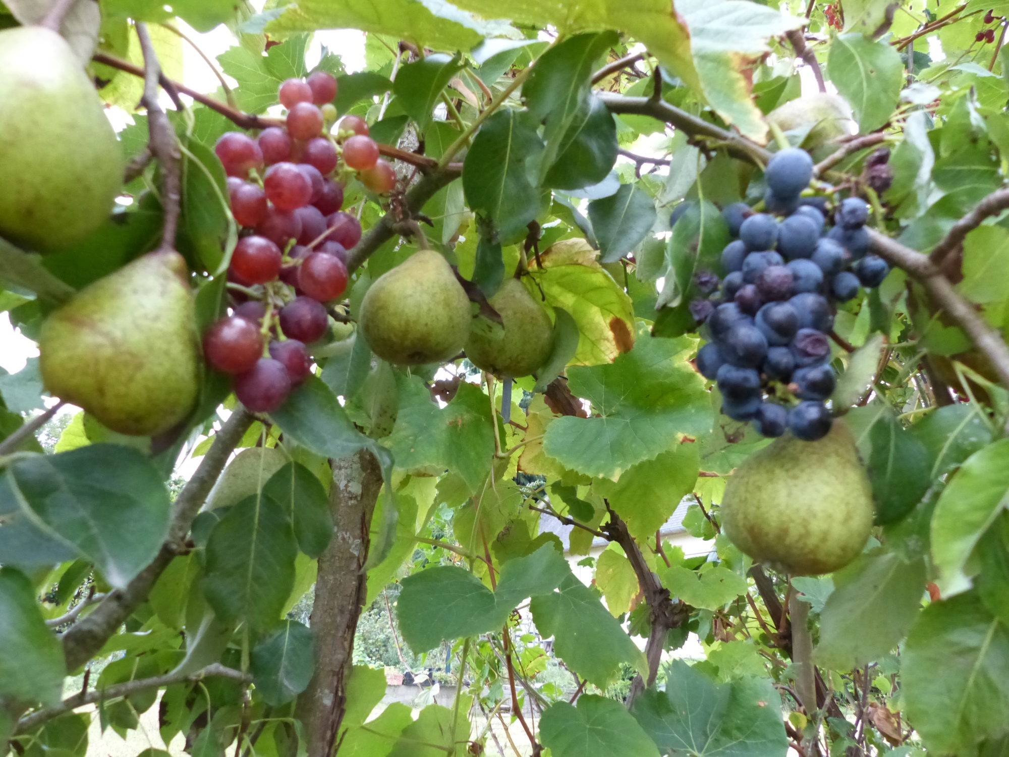 permaculture Verger permacole Permaculture poire raisin