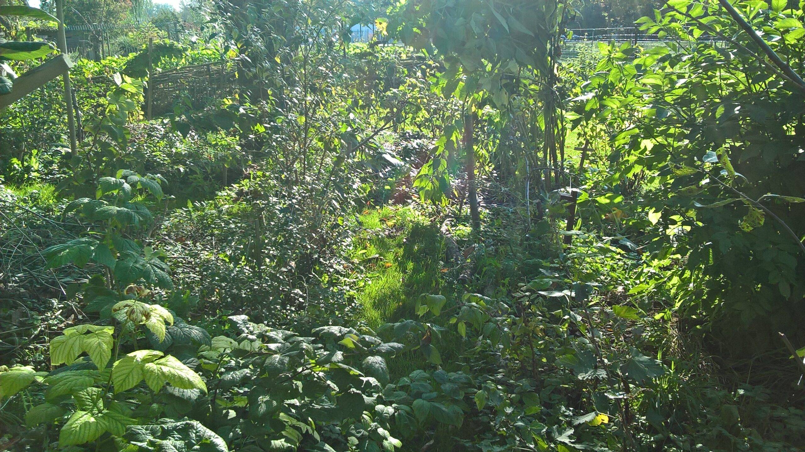 Jardin potager - Floralux