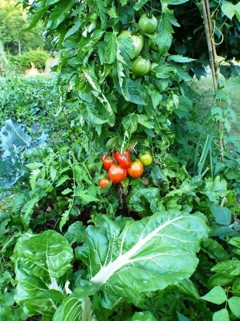 alimentation-vivante-au-jardin-foret