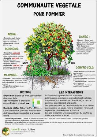 Quelles plantes associer avec le Pommier