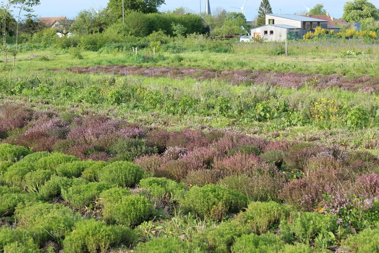 Créer un jardin d'herbes aromatiques - Floralux