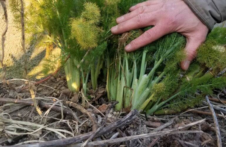 fenouil vivace jardin foret