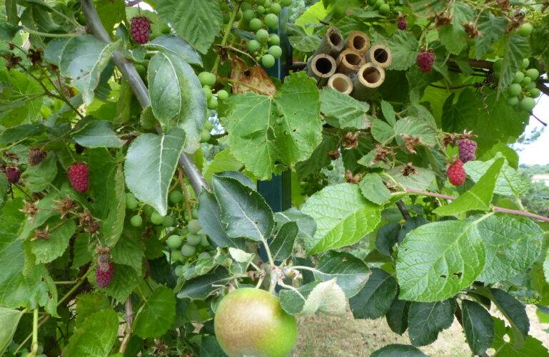 Synergie végétale entre lianes et arbre fruitier : framboisier grimpant, vigne et pommier