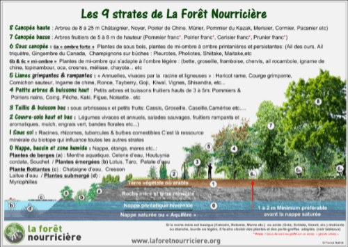 poster des 9 strates foret nourricière Franck Nathié