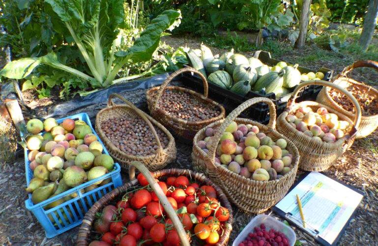 Récolte jardin foret Mayenne la foret nourricière
