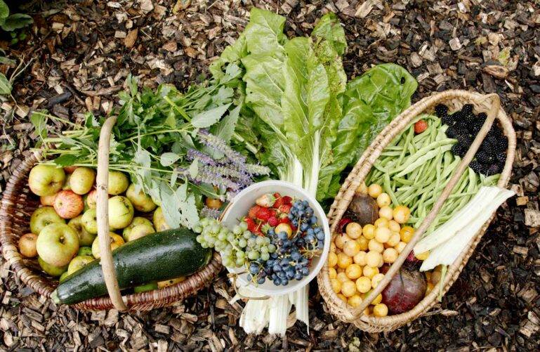 Jardin, foret, permaculture, autonomie alimentaire