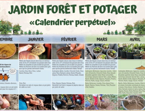 Calendrier du potager en permaculture et du jardin forêt comestible