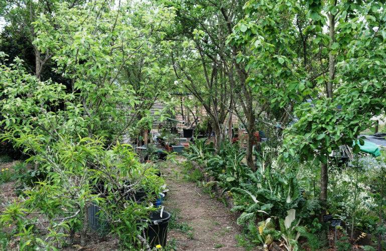 permaculture et jardin forêt : vue sur un jardin avec des strates, des zones d'ombre et de lumière adaptées aux végétaux