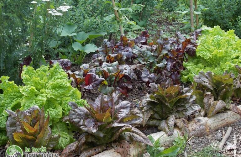 Comment avoir un sol fertile avec la permaculture : les bases