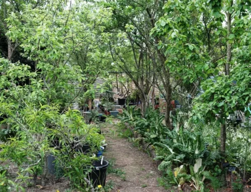 Calendrier permaculture avril : que faire au jardin forêt ?