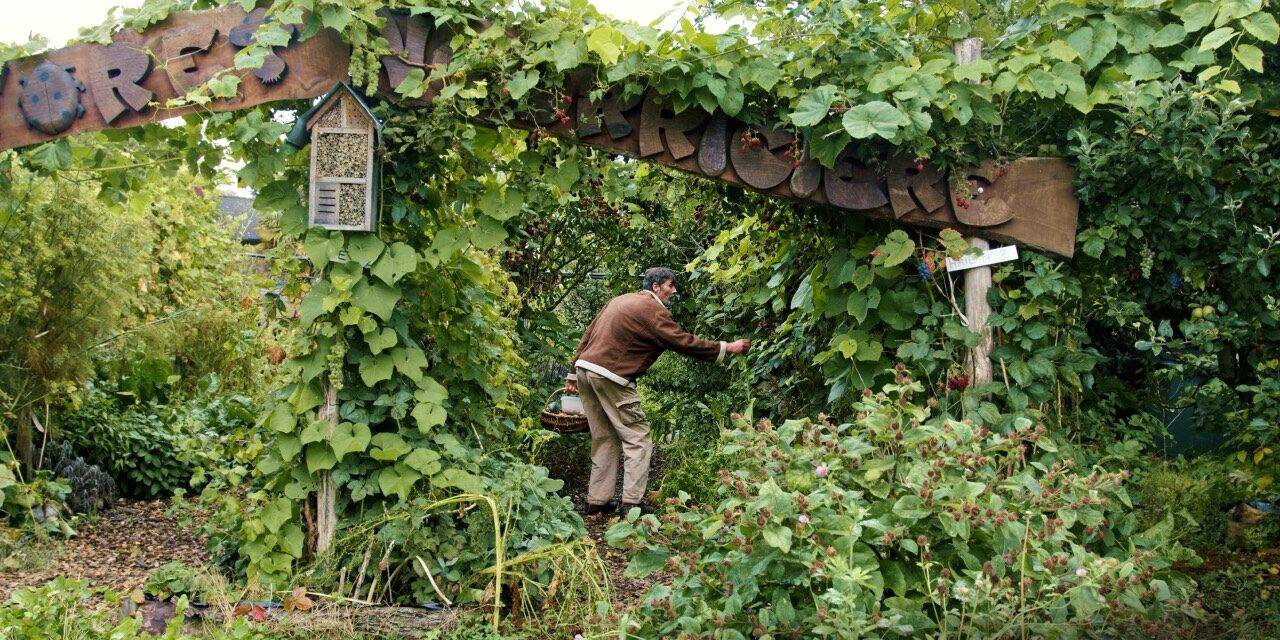 Comment créer un potager en permaculture et récolter des fruits et légumes en abondance