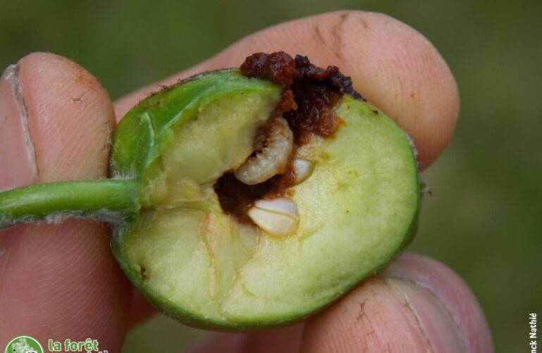 régulation éco-systémique : comment lutter contre le carpocapse de la pomme ?