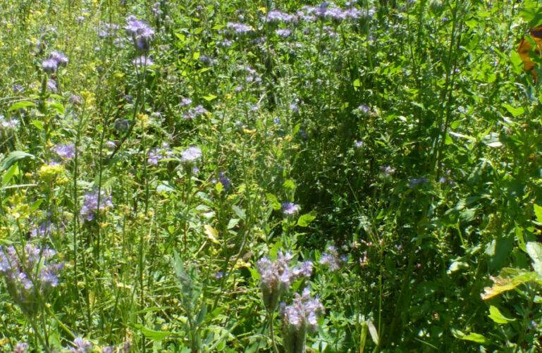 régulation éco-systémique : installer une jachère fleurie pour attirer les pollinisateurs