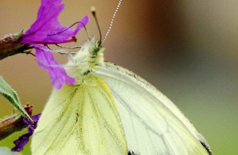 régulation éco-systémique : le papillon de la pieride du chou est un excellent pollinisateur