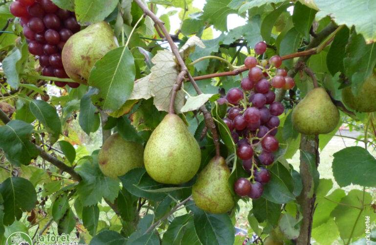 la vigne grimpe le long des branches du poirier : on peut récolter en même temps poires et raisins