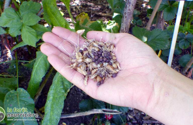 mai au jardin : graines dans une main pour être semées à la volée