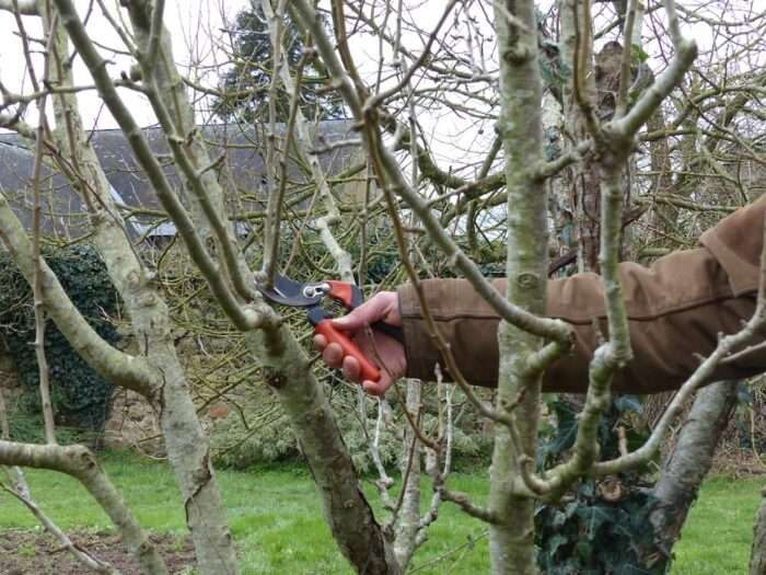 Stage de multiplication et taille des arbres fruitiers