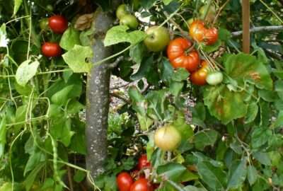 tomate-pomme-haricot-chayote plantes-compagnonnes-:-tomates-pommier-haricot-chayotte
