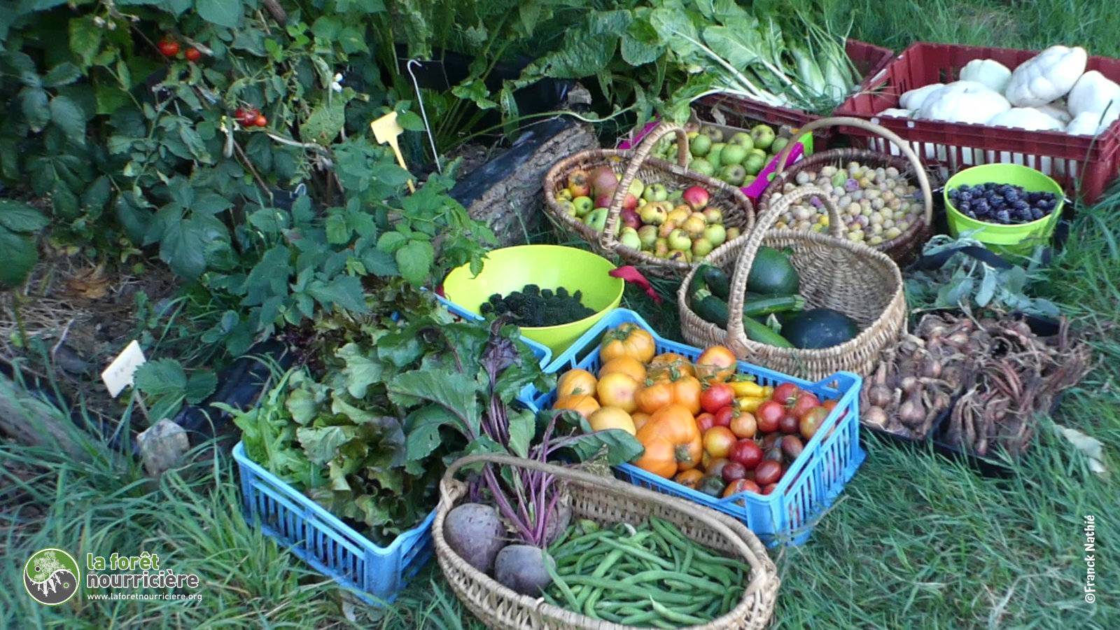 récolte de fruits et légumes au mois d'août : betteraves, haricots, tomates, mûres, courgettes, pommes, pâtissons