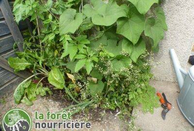 vue sol asso de liane 30cm2