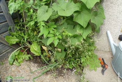 association de plantes chayottes-tomates-cerfeuil, ...
