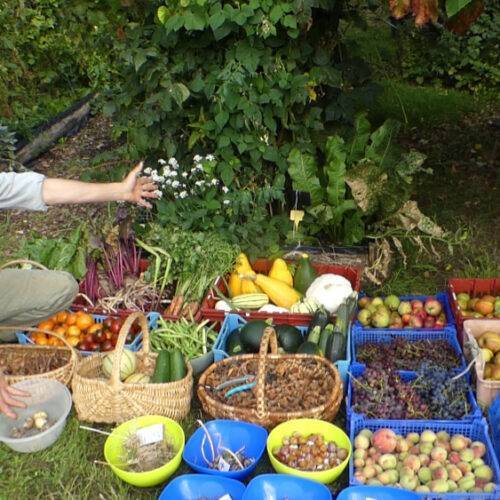 franck nathié récolte de nombreux fruits et légumes dans son jardin forêt de Simplé en Mayenne