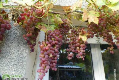 Grappes de raisins tr-s grosses de l'association de plantes compagnes de la Forêt Nourricière