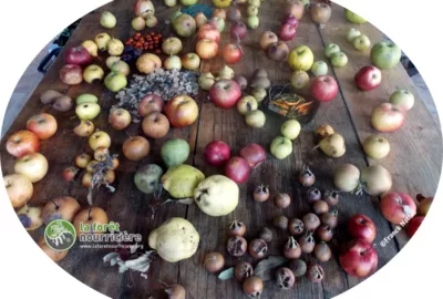 récolte de fruits d'automne au jardin-forêt