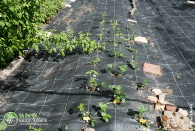 en octobre, plantation de plants de fraisiers