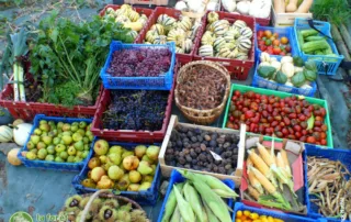 fruits et légumes produits en octobre au jardin-forêt de la Forêt Nourricière