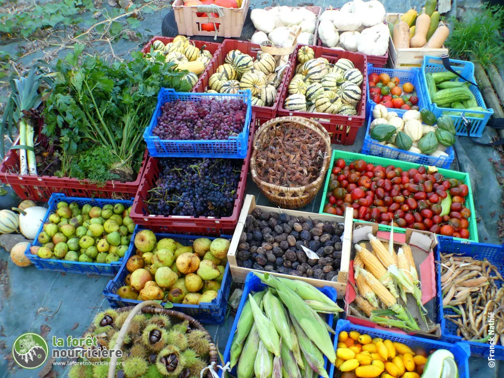 fruits et légumes produits en octobre au jardin-forêt de la Forêt Nourricière