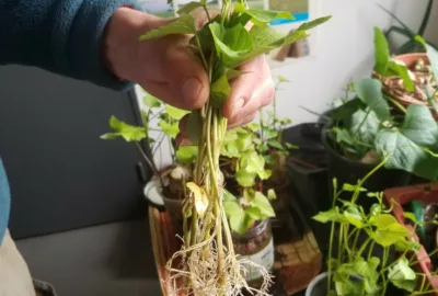 plants de patates douces issus de boutures faites en décembre