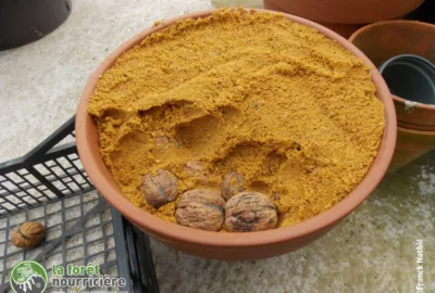 pot en terre cuite rempli de sable humide et de noix pour la vernalisation