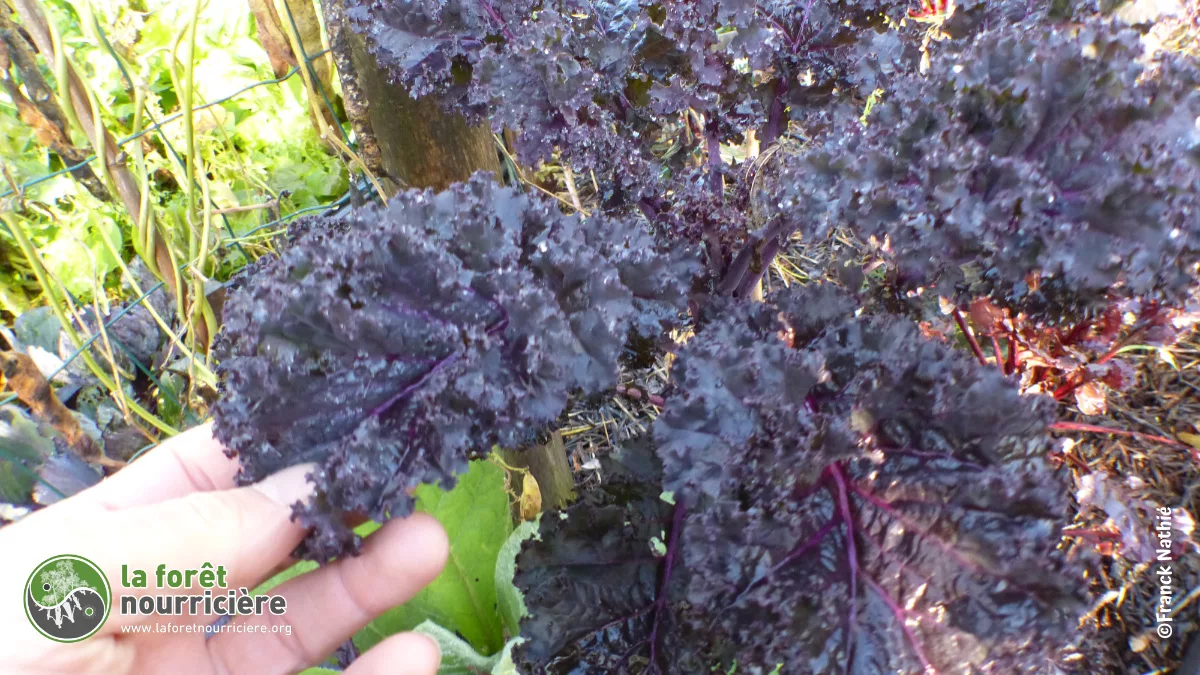 récolte de chou kale en novembre au jardin forêt