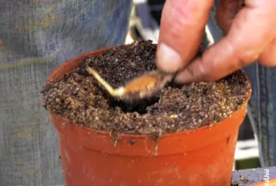 noyau de pêche germé, repique dans un pot