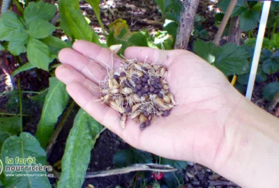 graine d'ail rocambole dans la main du jardinier, prêtes à être semées en novembre