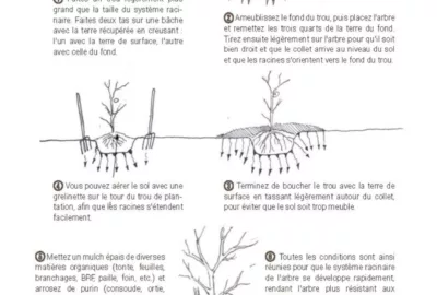 schémas extraits du livre Créer un jardin-forêt comestible de Franck Nathié, aux éditions Larousse