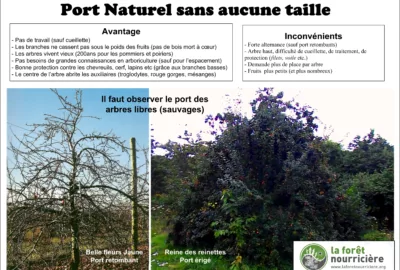 port naturel des arbres fruitiers, photos comparatives de Franck Nathié