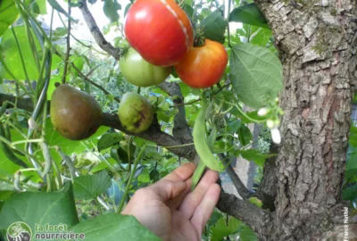 résultat d'un culture multi-étagée de tomates, haricots et poirier en permaculture