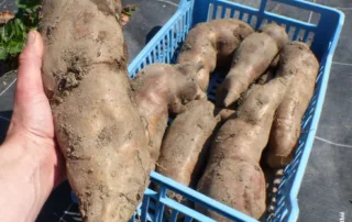 récolte de poires de terre ou yakon en janvier au jardin-forêt