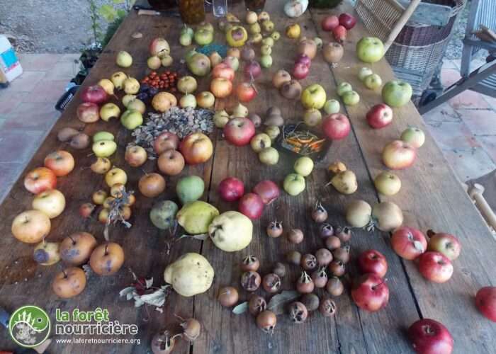 Variétés fruitières pour des jardins forêts productifs – Image 9