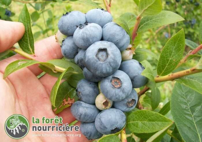 Variétés fruitières pour des jardins forêts productifs – Image 4