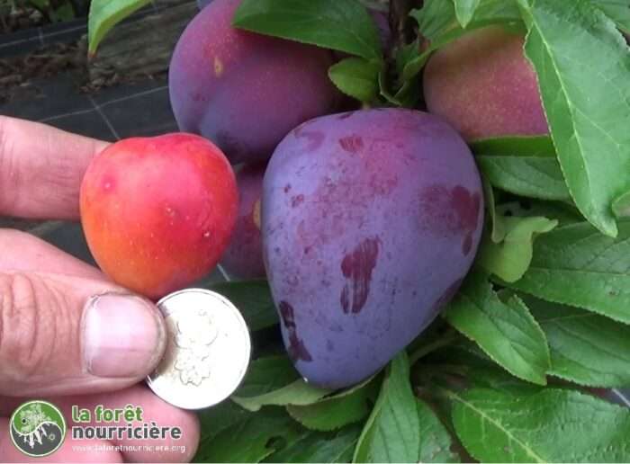Variétés fruitières pour des jardins forêts productifs – Image 8