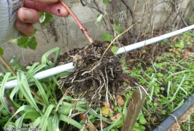 en février, il est encore temps de planter les marcottes de framboimûre au jardin