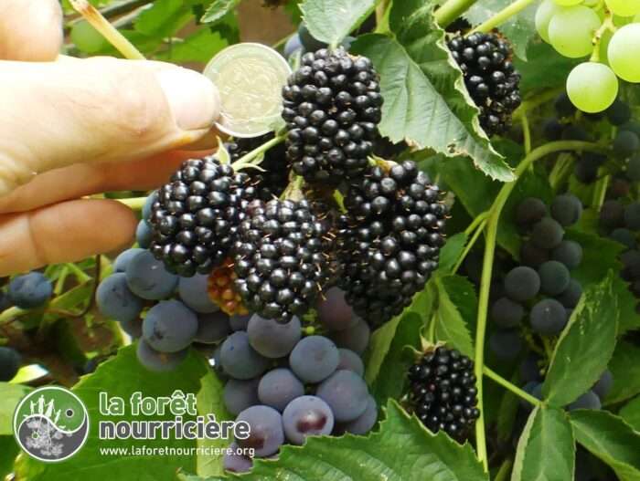 Concevoir des jardins forêt potager productifs (Formation en ligne) – Image 8