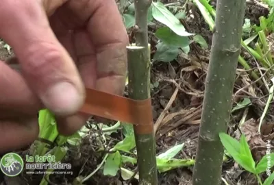 ligature-greffon-porte-greffe