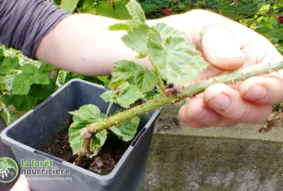 plantation-marcotte-tayberry