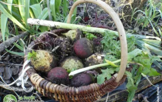 panier de légumes d'hiver au jardin forêt en mars